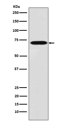 Anti-Plastin L Rabbit Monoclonal Antibody