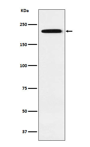 Anti-GLI3 Rabbit Monoclonal Antibody