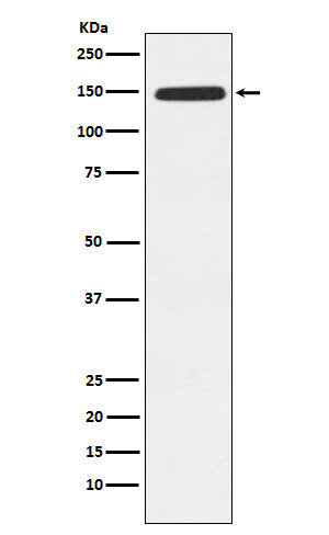 Anti-Xanthine Oxidase Rabbit Monoclonal Antibody