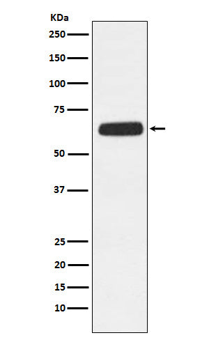 Anti-CD89 Rabbit Monoclonal Antibody