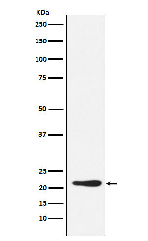 Anti-GDF3 Rabbit Monoclonal Antibody