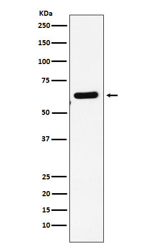 Anti-EHD1 Rabbit Monoclonal Antibody
