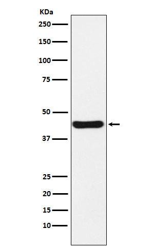 Anti-NUDEL Rabbit Monoclonal Antibody
