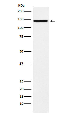 Anti-CNTN2 Rabbit Monoclonal Antibody