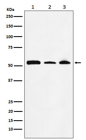 Anti-NONO Rabbit Monoclonal Antibody