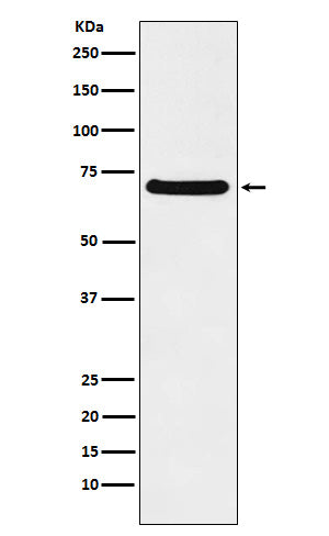 Anti-p60 CAF1 Rabbit Monoclonal Antibody
