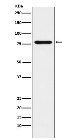 Anti-SUN2 Rabbit Monoclonal Antibody