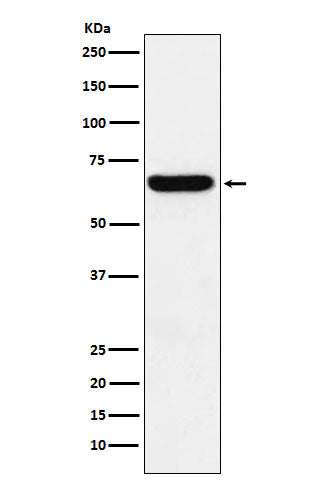 Anti-Methionine Aminopeptidase 2 Rabbit Monoclonal Antibody