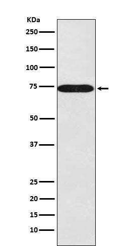 Anti-SNX1 Rabbit Monoclonal Antibody