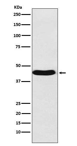 Anti-BMP6 Rabbit Monoclonal Antibody