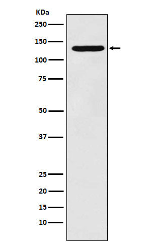Anti-PCB Rabbit Monoclonal Antibody