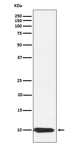 Anti-BANF1 Rabbit Monoclonal Antibody