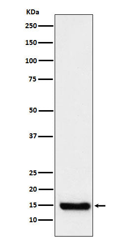Anti-Mitochondrial Fission 1 Protein Rabbit Monoclonal Antibody
