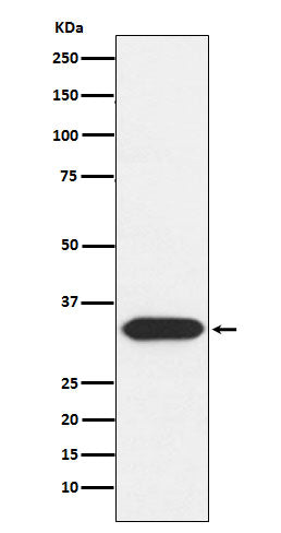 Anti-Syntaxin 3 Rabbit Monoclonal Antibody