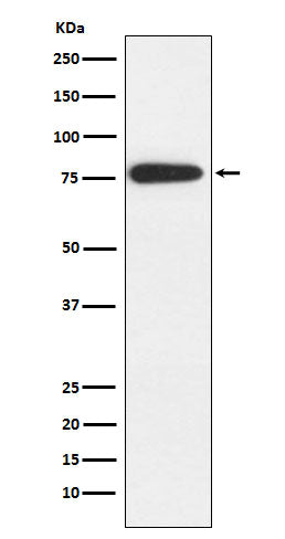 Anti-MARK2 Rabbit Monoclonal Antibody