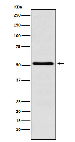 Anti-Baf57 Rabbit Monoclonal Antibody