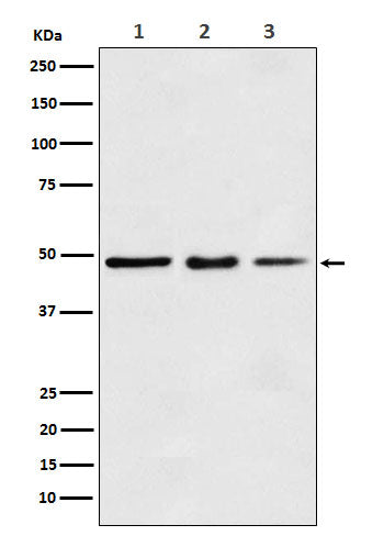 Anti-Elongation Factor 1A1 Rabbit Monoclonal Antibody