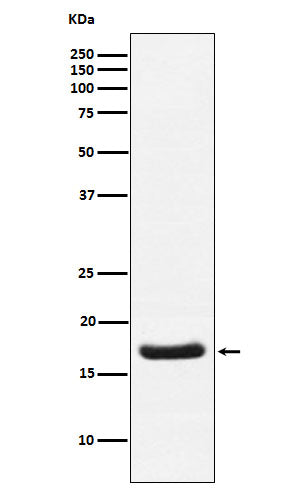 Anti-Cardiac Troponin C Rabbit Monoclonal Antibody