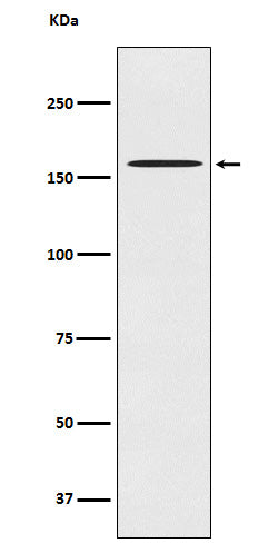 Anti-CLASP1 Rabbit Monoclonal Antibody