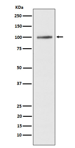 Anti-SERCA1 ATPase Rabbit Monoclonal Antibody