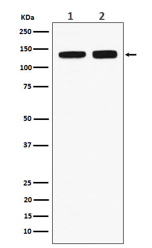 Anti-RNF40 Rabbit Monoclonal Antibody
