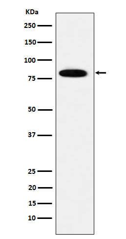 Anti-MCM7 Rabbit Monoclonal Antibody