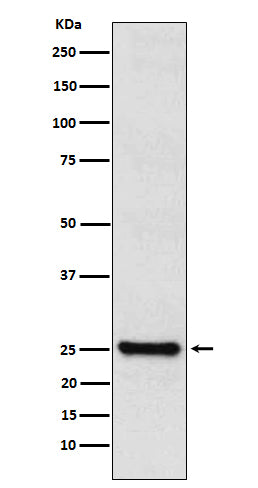 Anti-TPPP Rabbit Monoclonal Antibody