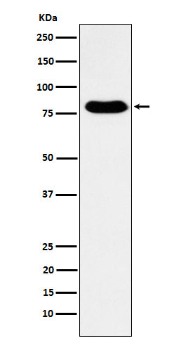 Anti-GTPBP4 Rabbit Monoclonal Antibody