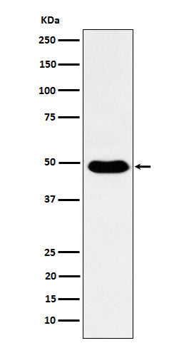 Anti-COPS3 Rabbit Monoclonal Antibody