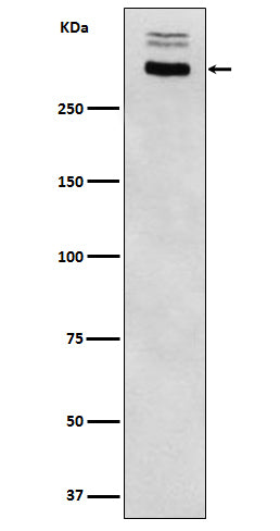Anti-Thyroglobulin Rabbit Monoclonal Antibody