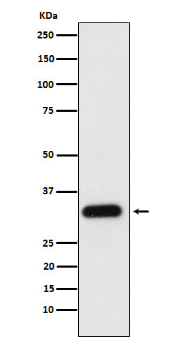 Anti-ApoF Rabbit Monoclonal Antibody