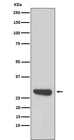 Anti-Calpain Small Subunit 1 Rabbit Monoclonal Antibody