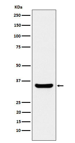 Anti-BOB1 Rabbit Monoclonal Antibody