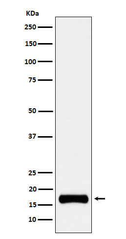 Anti-ISG15 Rabbit Monoclonal Antibody