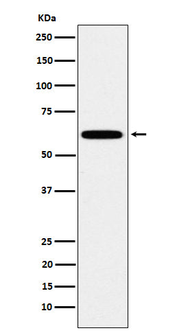 Anti-Hsf2 Rabbit Monoclonal Antibody