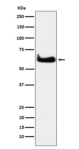Anti-TCP 1 alpha Rabbit Monoclonal Antibody