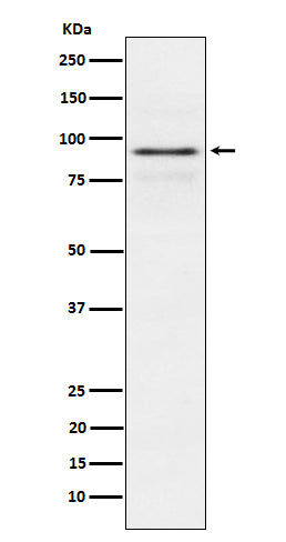 Anti-RSK1 p90 Rabbit Monoclonal Antibody