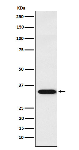 Anti-APRIL Rabbit Monoclonal Antibody