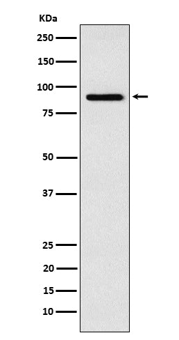 Anti-RSK4 Rabbit Monoclonal Antibody
