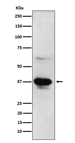 Anti-ICAD Rabbit Monoclonal Antibody