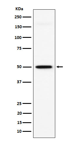 Anti-GPA33 Rabbit Monoclonal Antibody