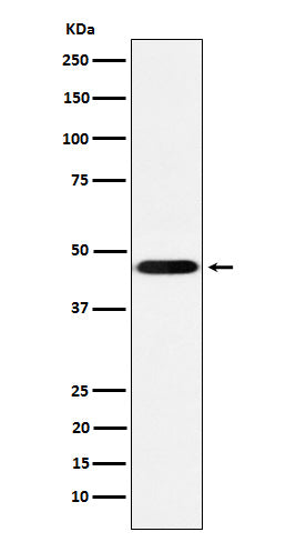 Anti-CD16 Rabbit Monoclonal Antibody