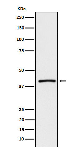 Anti-ATP1B3 Rabbit Monoclonal Antibody