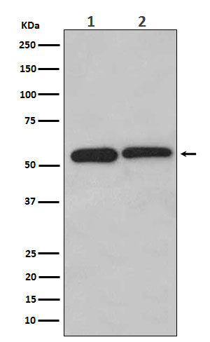 Anti-LMAN1 Rabbit Monoclonal Antibody