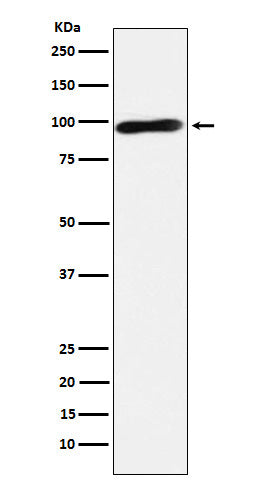 Anti-Calmegin Rabbit Monoclonal Antibody