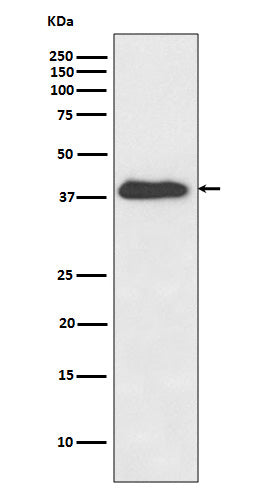 Anti-XLF Rabbit Monoclonal Antibody