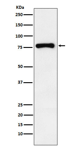 Anti-RNase L Rabbit Monoclonal Antibody