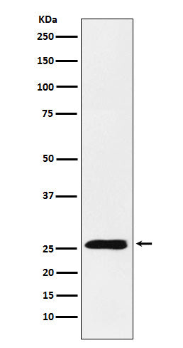 Anti-4 1BBL Rabbit Monoclonal Antibody