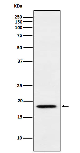 Anti-MTH1 Rabbit Monoclonal Antibody