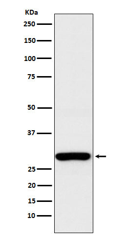 Anti-Aly Rabbit Monoclonal Antibody